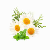 Chamomile or Peppermint Extracts