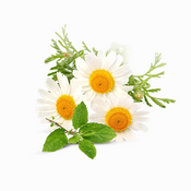 Chamomile or Tulsi Extracts