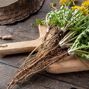 Dandelion Root