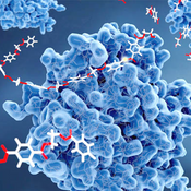 Digestive Enzyme Complex