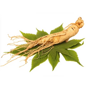 Ginseng