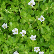 Bacopa Monnieri Extract